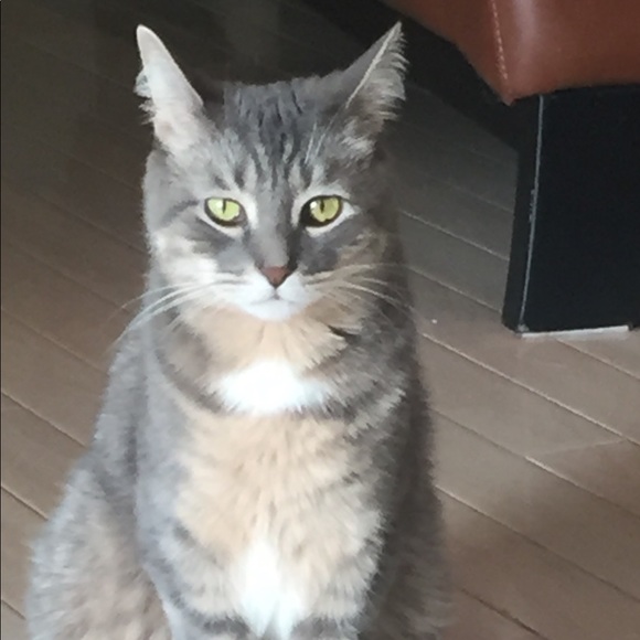 Meet your Posher, Perri - Picture 1 of 1